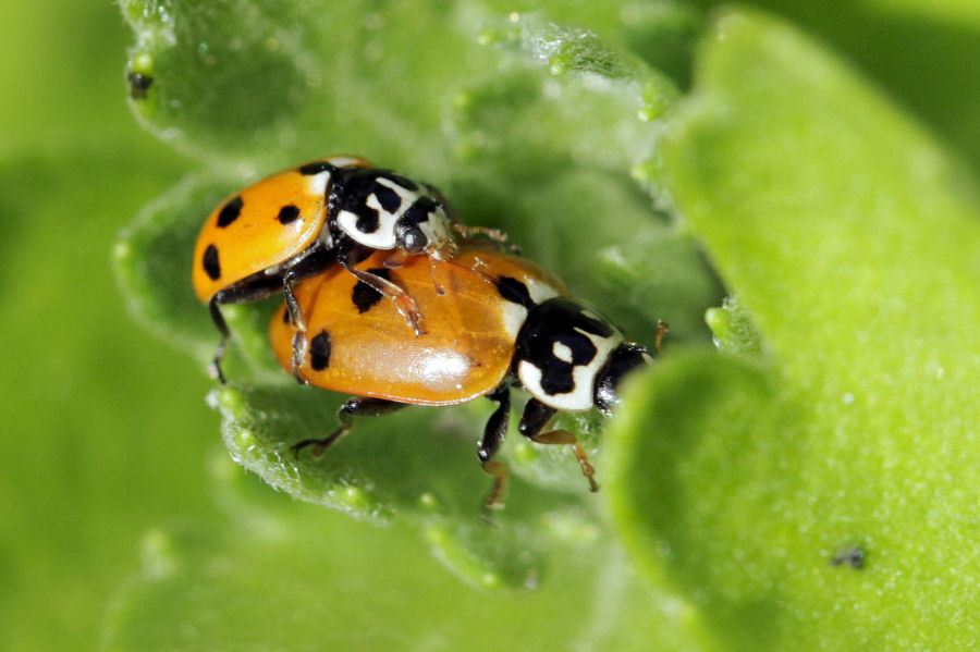 Hippodamia variegata - ciclo vitale